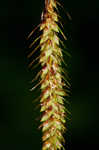 Great smokey mountain sedge